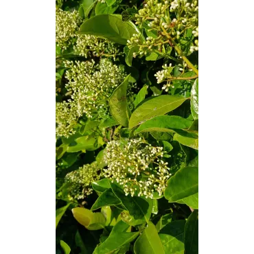 Viburnum 'Le Bois marquis' cov