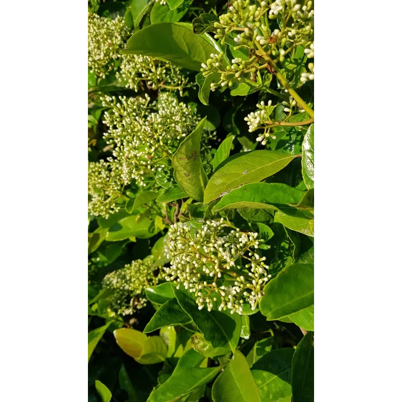 Viburnum 'Le Bois marquis' cov