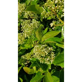 Viburnum 'Le Bois marquis' cov