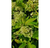 Viburnum 'Le Bois marquis' cov