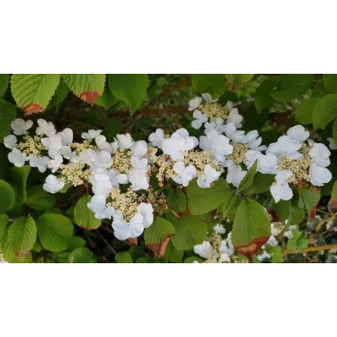 Viburnum plicatum 'Mariesii' / Viorne du Japon 'Mariesii'