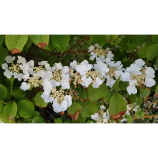 Viburnum plicatum 'Mariesii' / Viorne du Japon 'Mariesii'