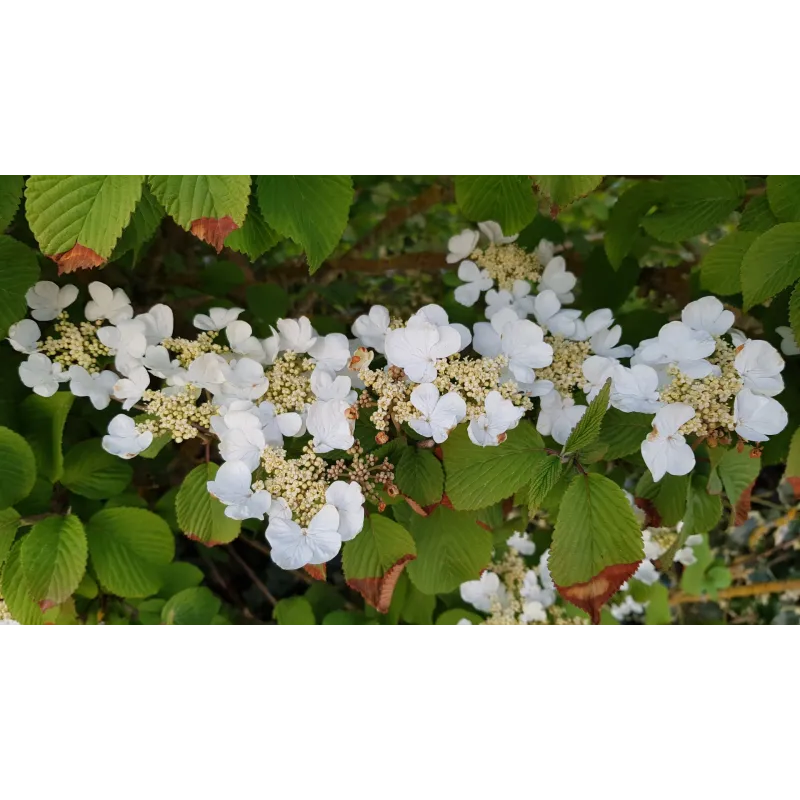 Viburnum plicatum 'Mariesii' / Viorne du Japon 'Mariesii'