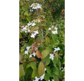 Viburnum plicatum 'Kilimandjaro' / Viorne de Chine colonnaire