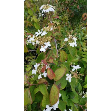 Viburnum plicatum 'Kilimandjaro' / Viorne de Chine colonnaire