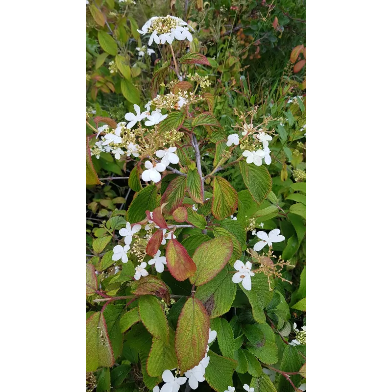 Viburnum plicatum 'Kilimandjaro' / Viorne de Chine colonnaire