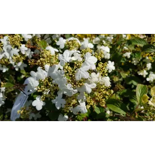 Viburnum plicatum 'Watanabe' / Viorne de Chine 'Watanabe'