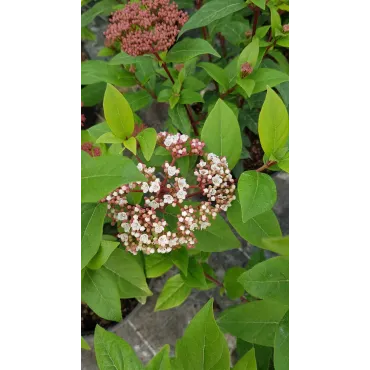 Viburnum tinus 'Quimper' / Laurier tin bicolore