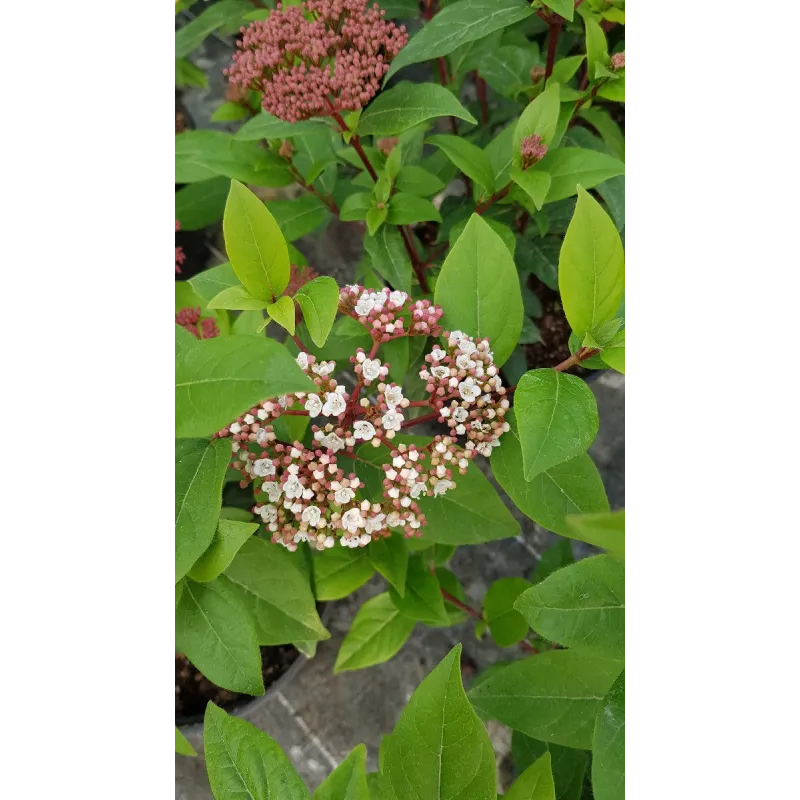 Viburnum tinus 'Quimper' / Laurier tin bicolore