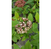 Viburnum tinus 'Quimper' / Laurier tin bicolore