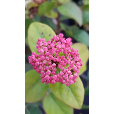 Viburnum tinus LISAROSEÂ® 'Loren' / Laurier tin Ã  fleurs roses