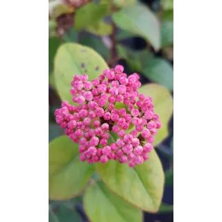 Viburnum tinus LISAROSEÂ® 'Loren' / Laurier tin Ã  fleurs roses