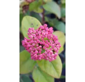 Viburnum tinus LISAROSEÂ® 'Loren' / Laurier tin Ã  fleurs roses