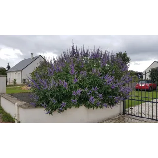 Vitex agnus-cactus 'Latifolia' / Arbre au poivre