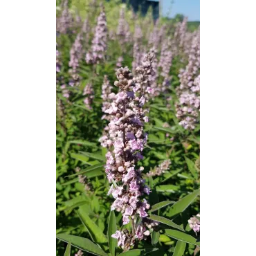 Vitex agnus-cactus PINK PINNACLEÂ® 'V07-SC-OP-4' / Arbre au poivre compact Ã  fleurs roses