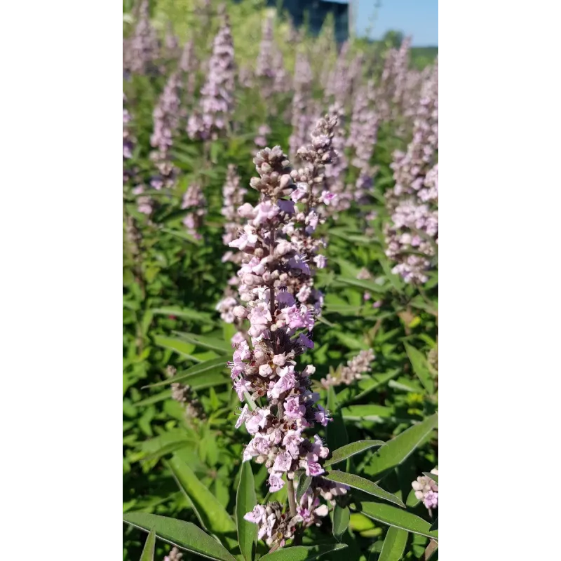 Vitex agnus-cactus PINK PINNACLEÂ® 'V07-SC-OP-4' / Arbre au poivre compact Ã  fleurs roses