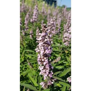 Vitex agnus-cactus PINK PINNACLEÂ® 'V07-SC-OP-4' / Arbre au poivre compact Ã  fleurs roses