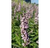 Vitex agnus-cactus PINK PINNACLEÂ® 'V07-SC-OP-4' / Arbre au poivre compact Ã  fleurs roses