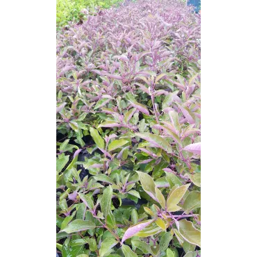 Vitex trifolia 'Purpurea' / Lilas d'arabie