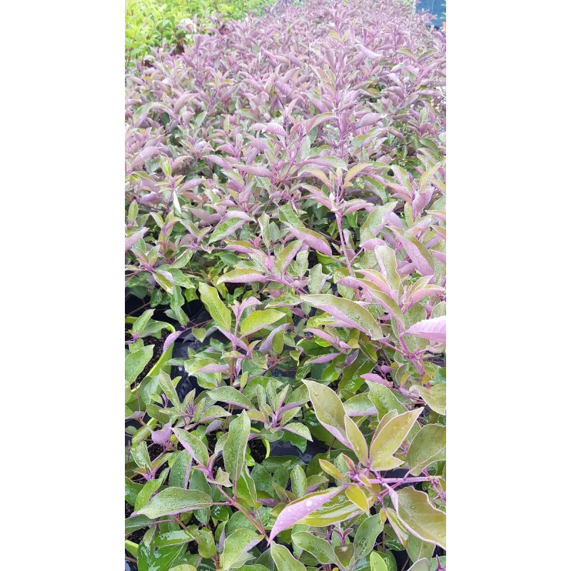 Vitex trifolia 'Purpurea' / Lilas d'arabie