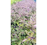 Vitex trifolia 'Purpurea' / Lilas d'arabie