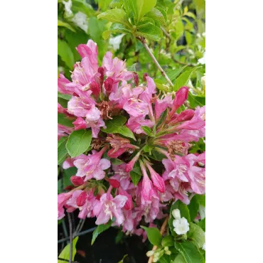 Wegela x florida 'Stelzneri' / Weigelia rose soutenu