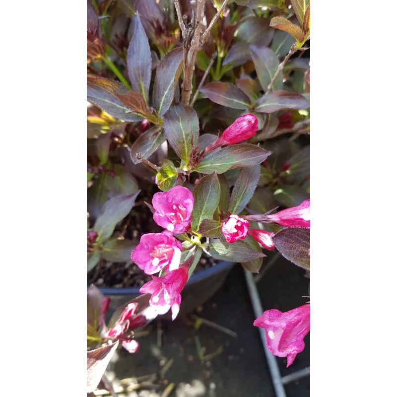 Weigela florida 'Alexandra' cov / Weigelia rouge Ã  feuilles pourpres