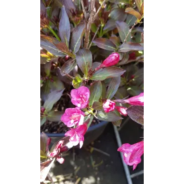 Weigela florida 'Alexandra' cov / Weigelia rouge Ã  feuilles pourpres