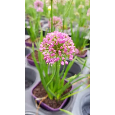 Allium 'Millenium' / Ail dâ€™ornement compact