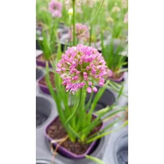 Allium 'Millenium' / Ail dâ€™ornement compact