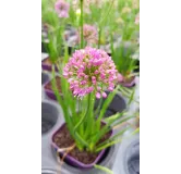 Allium 'Millenium' / Ail dâ€™ornement compact