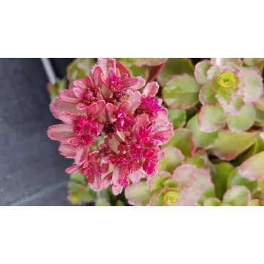 Sedum spurium 'Purpur Winter' / Sedum pourpre