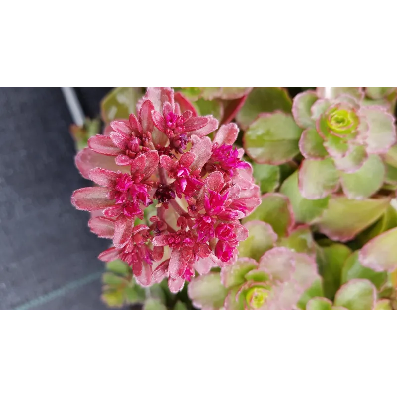 Sedum spurium 'Purpur Winter' / Sedum pourpre