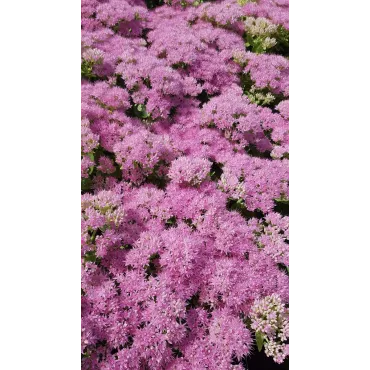 Sedum spectabile 'Brillant' / Grand Orpin rose d'automne