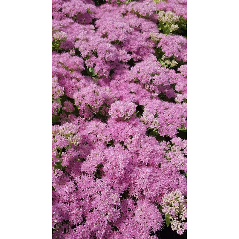 Sedum spectabile 'Brillant' / Grand Orpin rose d'automne