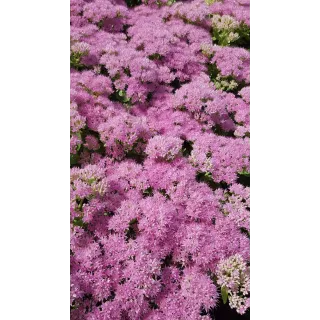 Sedum spectabile 'Brillant' / Grand Orpin rose d'automne