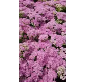 Sedum spectabile 'Brillant' / Grand Orpin rose d'automne