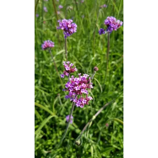 Verbena bonariensis 'Blue Violet' / Verveine de Buenos-Aires 'Blue Violet'