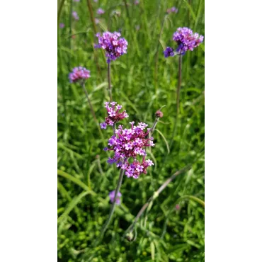 Verbena bonariensis 'Blue Violet' / Verveine de Buenos-Aires 'Blue Violet'