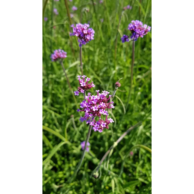 Verbena bonariensis 'Blue Violet' / Verveine de Buenos-Aires 'Blue Violet'