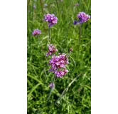 Verbena bonariensis 'Blue Violet' / Verveine de Buenos-Aires 'Blue Violet'