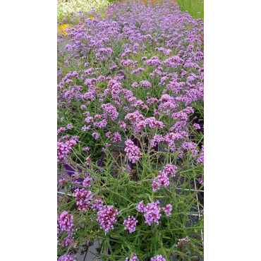 Verbena bonariensis 'Lollipop' / Verveine de Buenos-Aires naine