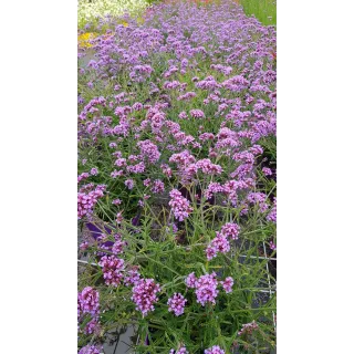 Verbena bonariensis 'Lollipop' / Verveine de Buenos-Aires naine