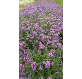 Verbena bonariensis 'Lollipop' / Verveine de Buenos-Aires naine