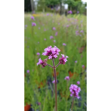 Verbena bonariensis / Verveine de Buenos-Aires