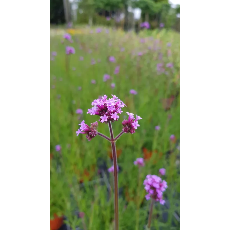 Verbena bonariensis / Verveine de Buenos-Aires