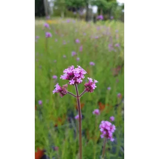 Verbena bonariensis / Verveine de Buenos-Aires