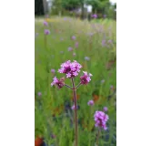 Verbena bonariensis / Verveine de Buenos-Aires