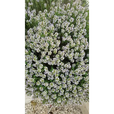 Thymus vulgaris 'Compactus' / Thym de Provence compact