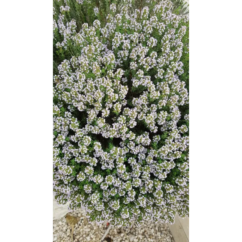 Thymus vulgaris 'Compactus' / Thym de Provence compact